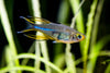 Marosatherina ladigesi (Celebes Rainbowfish)