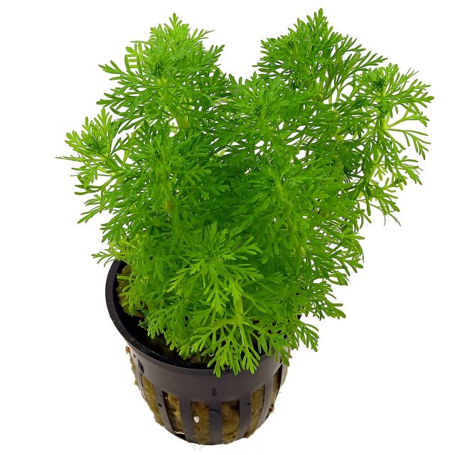 Kaiser Aquatics - Limnophila sessiliflora