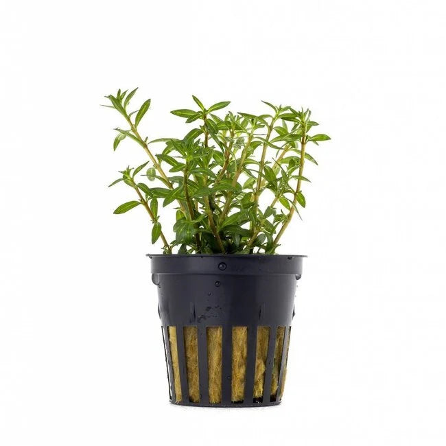 Kaiser Aquatics - Ludwigia Arcuata