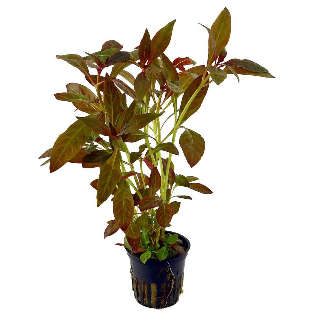 Kaiser Aquatics - Ludwigia Glandulosa