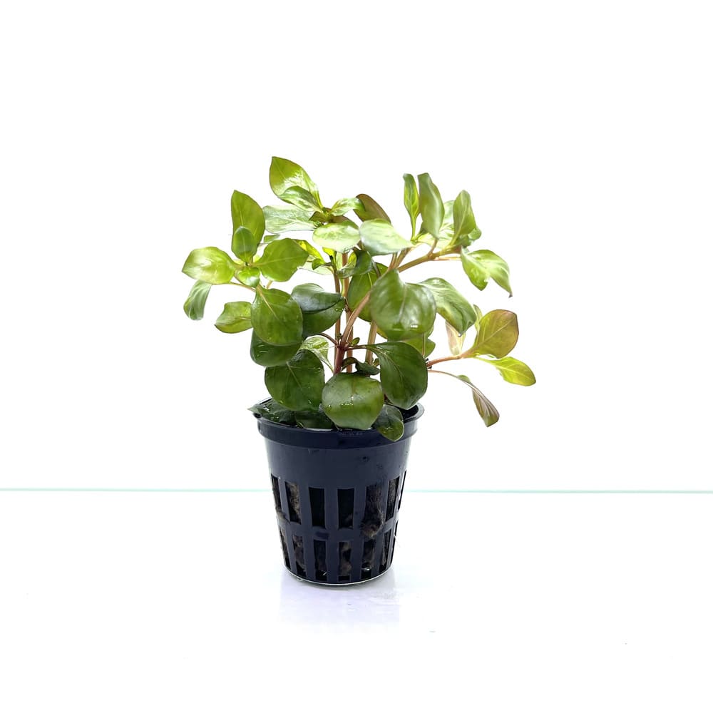 Kaiser Aquatics - Ludwigia Repens