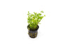 A Marsilea crenata (Dwarf Water Clover) plant upright in a black net pot, displaying its bright green, four-lobed leaves. The plant is set against a white background, highlighting its compact and bushy growth habit.