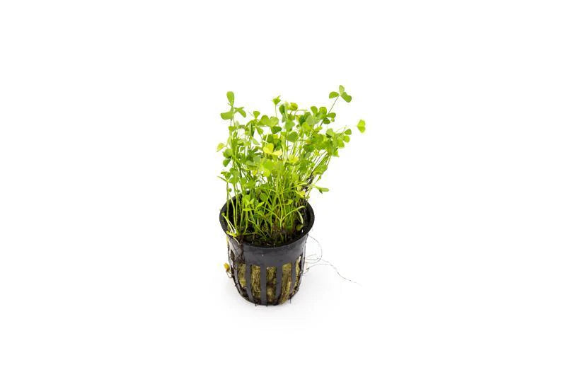 A Marsilea crenata (Dwarf Water Clover) plant upright in a black net pot, displaying its bright green, four-lobed leaves. The plant is set against a white background, highlighting its compact and bushy growth habit.