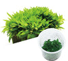 ADA - Staurogyne repens Tissue Culture Small Cup