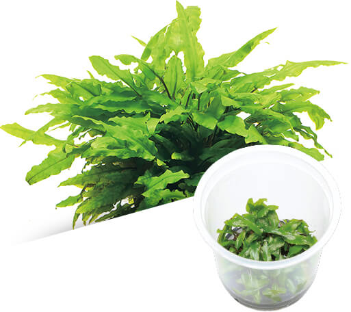 ADA - Cryptocoryne wendtii (Green) TC Cup-S