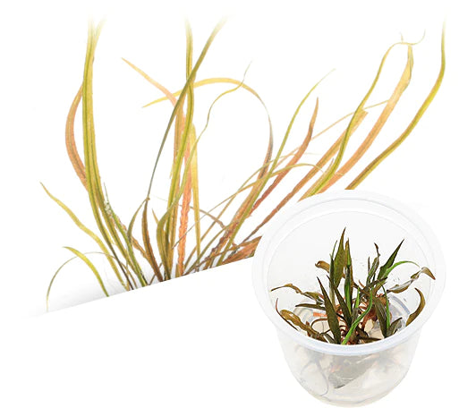 ADA - Cryptocoryne spiralis (Red) Tissue Culture Medium Cup