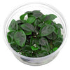 ADA - Anubias barteri var. nana Cup
