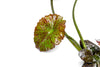 A close-up of a Nymphaea rubra plant, showcasing its broad, wavy-edged leaf with a mix of green and reddish-brown speckles. The partially visible bulb and stems highlight the plant’s natural growth pattern. Set against a white background, the image emphasizes the intricate details and vibrant coloration of the aquatic lily.