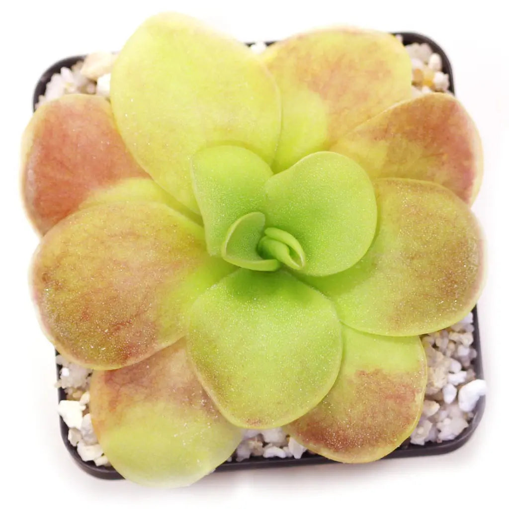 Pinguicula 'tina'