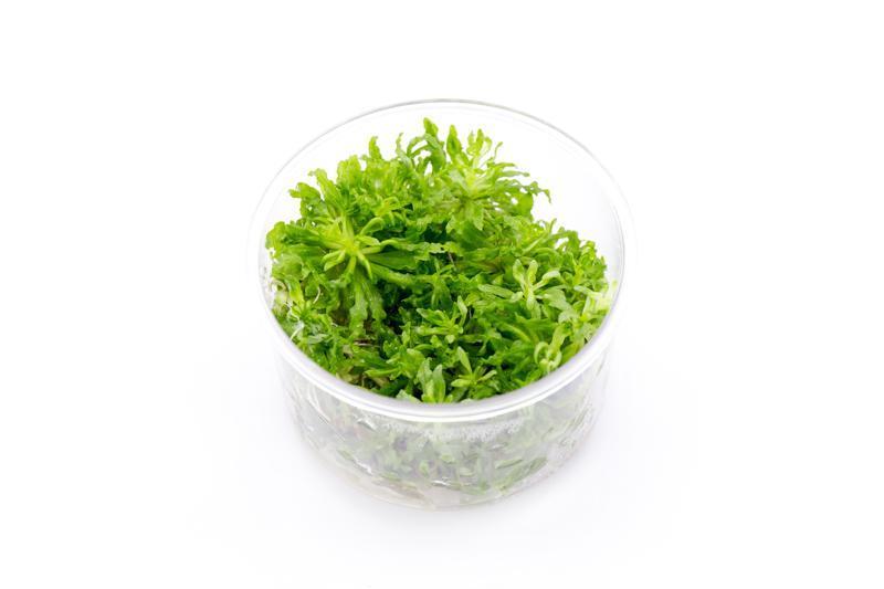 A side view of a Pogostemon helferi tissue culture cup, displaying its vibrant green, wavy foliage. The clear container ensures the plant is well-preserved and ready for easy transplantation into an aquarium.