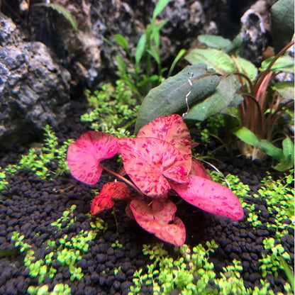 RTG - Nymphaea 'Tiger Lotus Red'
