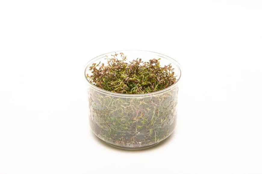 A side view of a Rotala macrandra 'Mini Butterfly' tissue culture cup, displaying its fine, bushy growth with a mix of green and reddish hues. The clear cup highlights the plant's healthy condition and compact structure, ideal for easy transplantation into an aquarium.