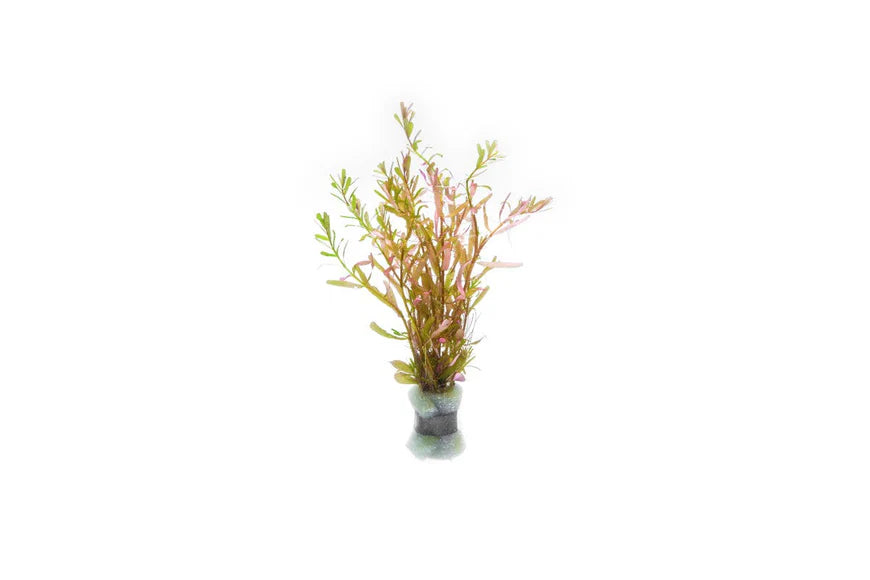 A Rotala rotundifolia 'Manipurensis' plant bundled with a lead weight at the base, displaying thin, upright stems with delicate green and pinkish-red leaves. The plant is set against a white background, highlighting its vibrant coloration and bushy growth habit.