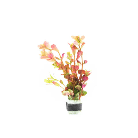 A Rotala rotundifolia 'Orange Juice' plant bundled with a lead weight at the base, displaying its vibrant orange and pinkish-green leaves. The stems grow upright with rounded leaves, and the plant is set against a white background, highlighting its delicate coloration and structure.