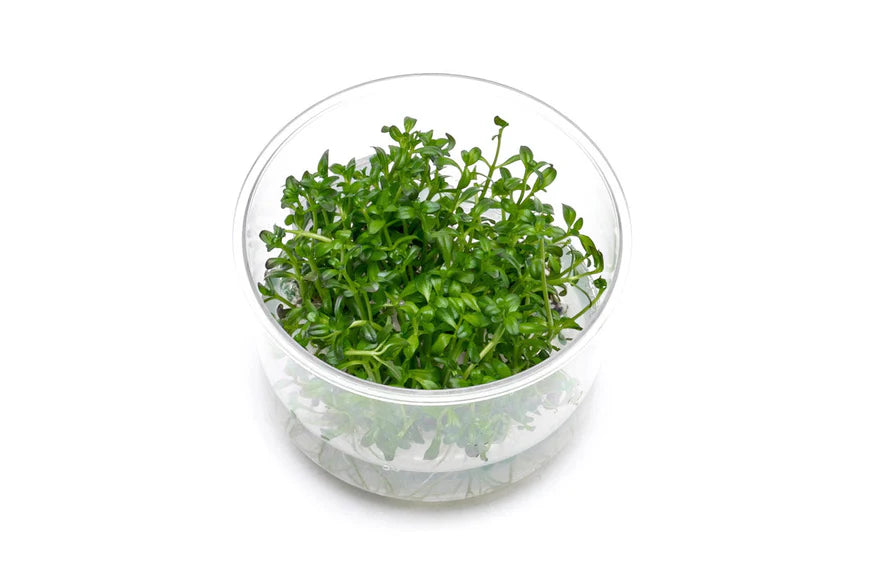 A side view of a Rotala ramosior 'Florida Sunset' tissue culture cup, displaying compact, bright green stems and leaves. The clear cup highlights the plant's clean, pest-free condition, making it ideal for aquascaping.