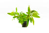 A potted Staurogyne sp. 'Bihar' aquatic plant against a white background. The plant has bright green, elongated leaves growing in a bushy formation from a net pot, with visible roots emerging. Its compact growth makes it ideal for foreground or midground placement in aquariums.