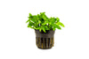 A healthy Staurogyne repens plant in a black net pot, with vibrant green leaves and a compact growth habit. The plant is isolated on a white background, showcasing its structure and suitability for freshwater aquariums.