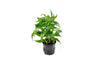 A Staurogyne sp. 'Porto Velho' plant growing upright in a black net pot, displaying its lush green leaves and compact growth. The white background highlights its structure and vibrant coloration.