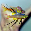 Iriantherina warneri (Rainbow threadfin werneri)