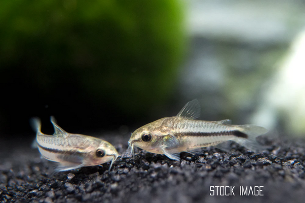 Pygmy corydoras care best sale