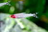 Hemigrammus rhodostomus (Rummy Nose Tetra)