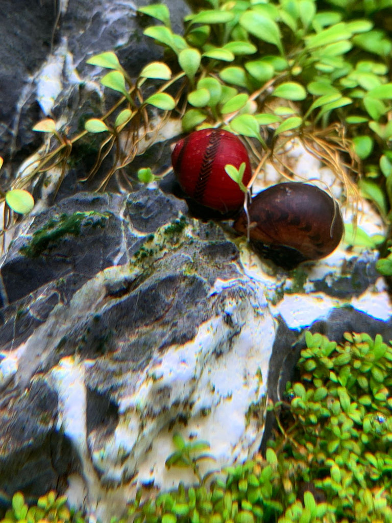 Red Racer Nerite Snail