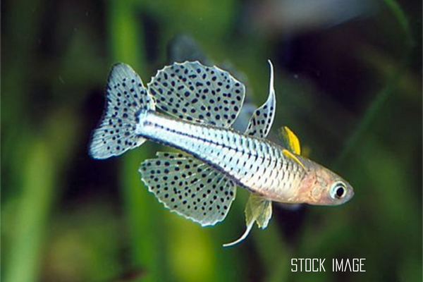 Pseudomugil gertrudae (Gertrude's Spotted Blue Eye Rainbowfish)