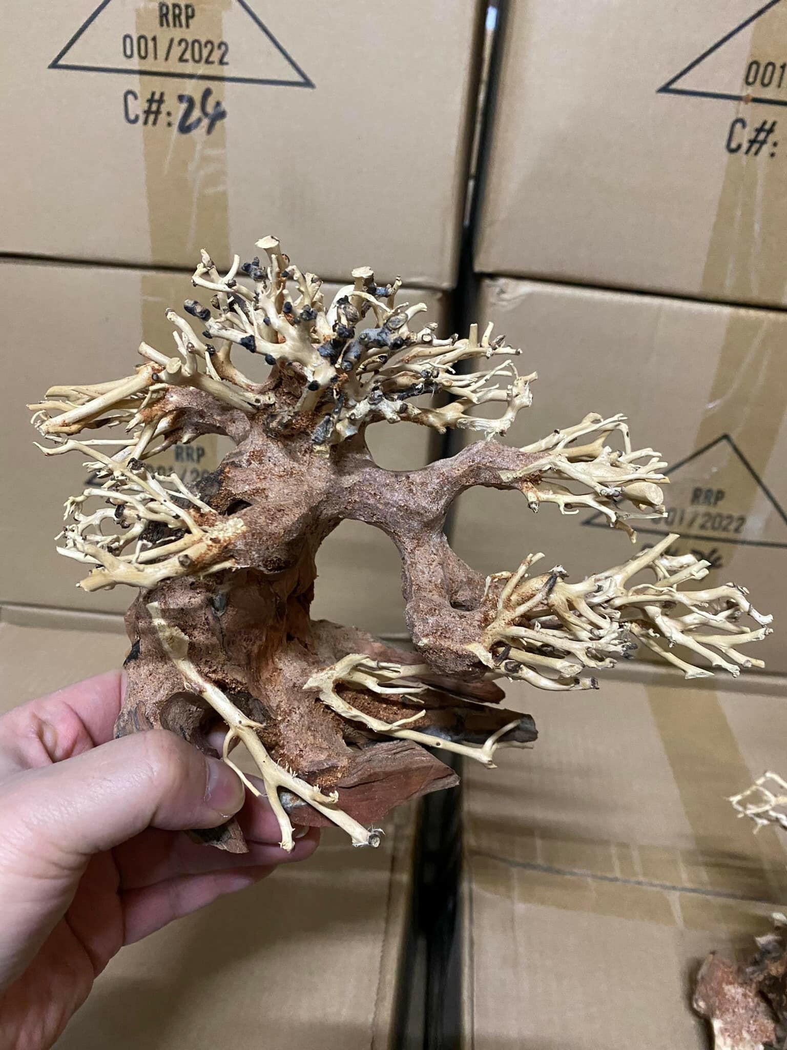 Superfish 60392/3884 Wood Bonsai Driftwood (Large) : Aazon.co.uk