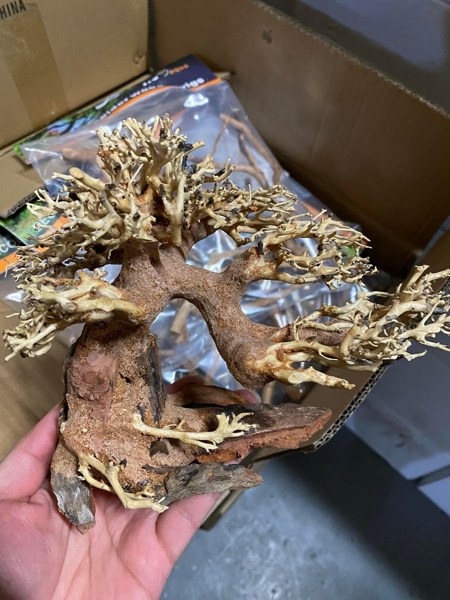 Bonsai Tree Aquarium Driftwood Art of Aqua