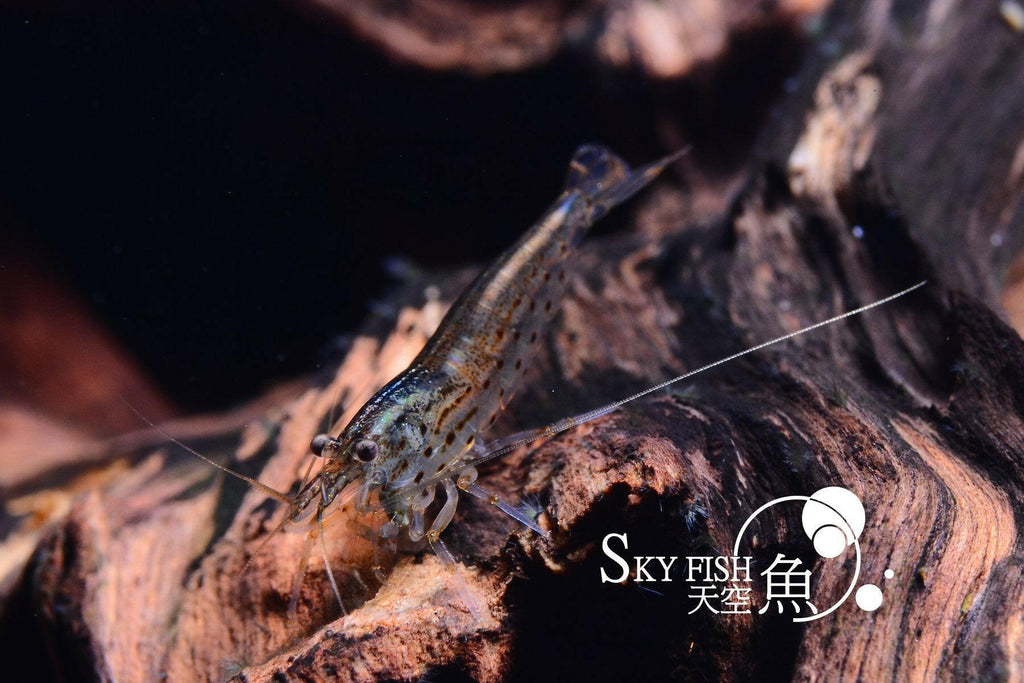 A Caridina multidentata, commonly known as Amano Shrimp, hiding among aquarium decorations.