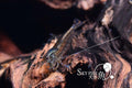 Sticky Image