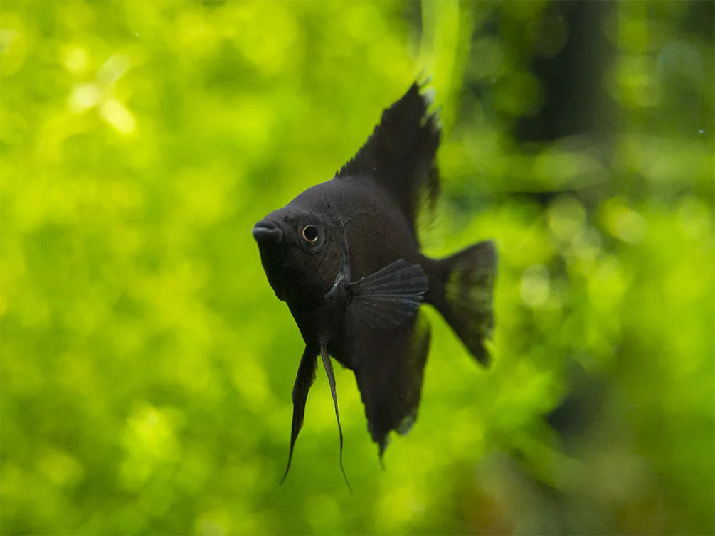 Pterophyllum scalare (Black Angelfish)