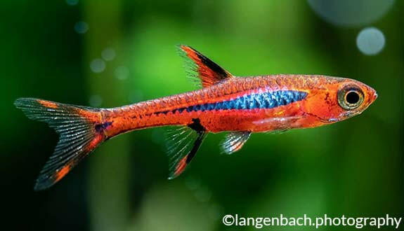  Mosquito/Chili Rasbora