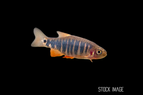 Celestichthys erythromicron (Emerald Dwarf Rasbora)