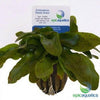 Echinodorus 'Ozelot Green'