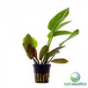 Epic Aquatics - Echinodorus 'Ozelot Red'- Aquarium plant