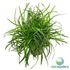 Eriocaulon sp. Vietnam
