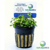 Glossostigma elatinoides 