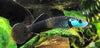 Stiphodon ornatus (Rainbow Goby)