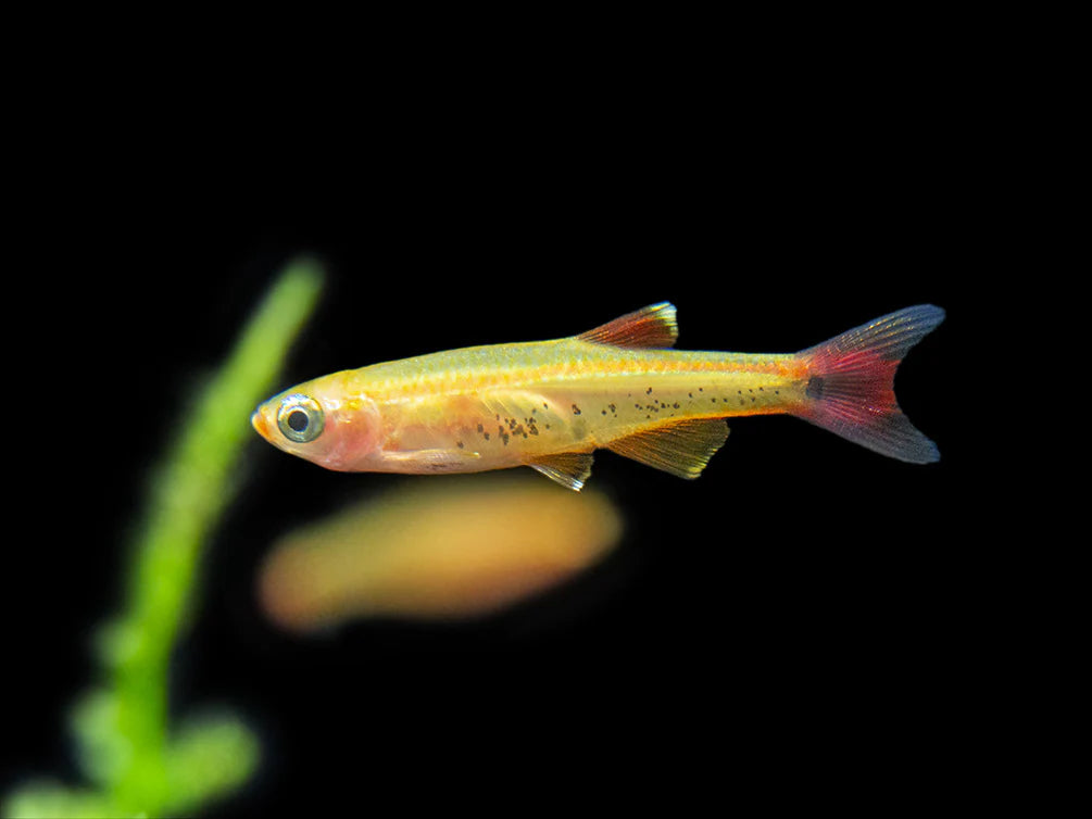 Care Guide for White Cloud Mountain Minnows – Underrated Beginner