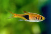 Trigonostigma heteromorpha (Harlequin rasbora)