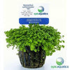 Hemianthus callitrichoides