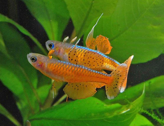 Pseudomugil paskai (Paskai's Blue Eye Rainbowfish)
