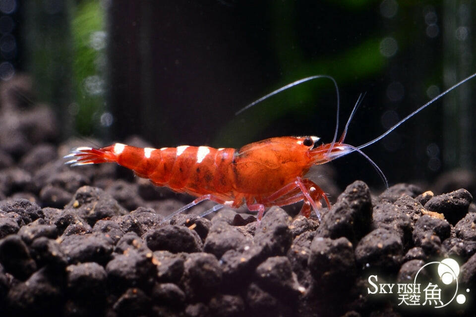 Red Pinto Art of Aqua