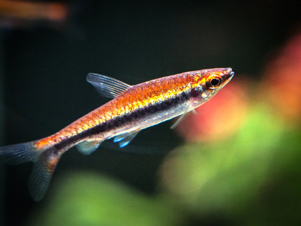 Nannostomus beckfordi (Beckford's Red Pencilfish)