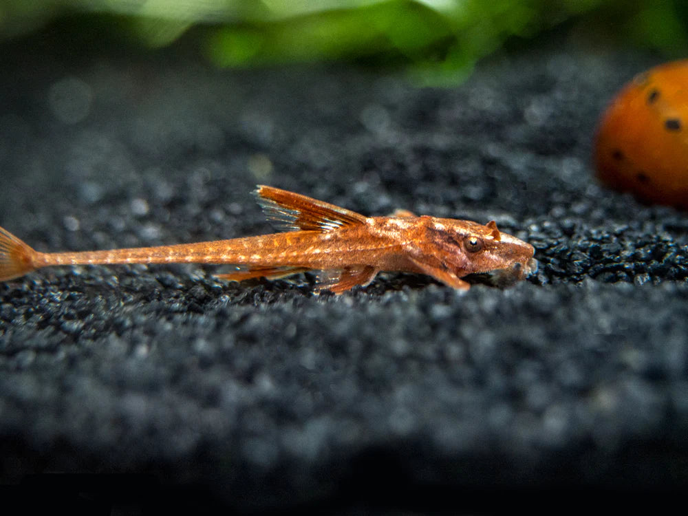 Rineloricaria sp. (Red Lizard Whiptail)