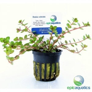 Epic Aquatics - Rotala colorata - Aquarium plant