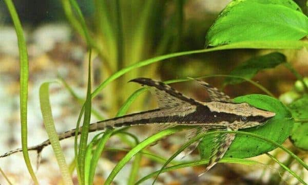 Royal Whiptail Catfish (Sturisoma panamense)