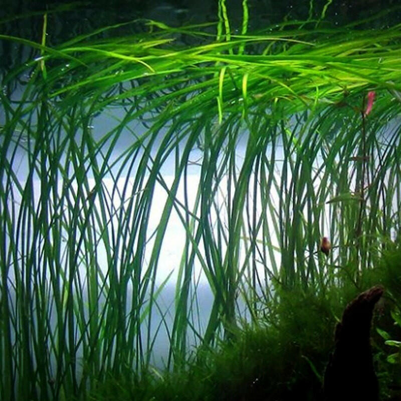 Giant Vallisneria - Vallisneria Gigantea - Live Aquarium Plant