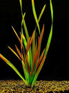 Vallisneria rubra